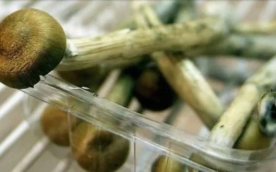 Canada Allows Terminal Patients Use of Magic Mushrooms