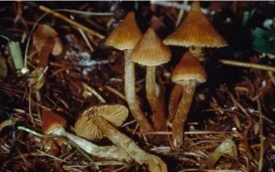 Canada Is Allowing People With Depression to Do Psychedelic Mushrooms